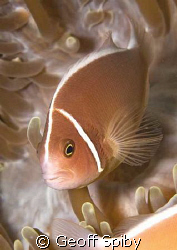 pink anemonefish by Geoff Spiby 